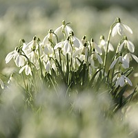 Buy canvas prints of Collection of snowdrops by Simon Johnson