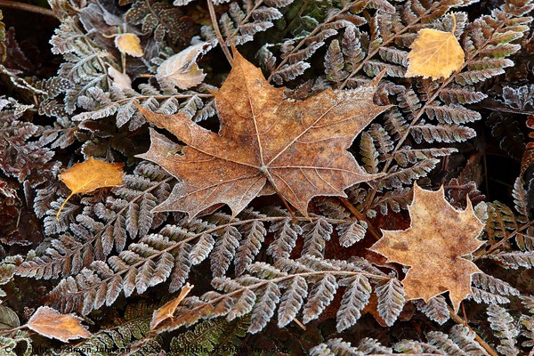 Frosted Ferns and leaves Picture Board by Simon Johnson