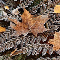 Buy canvas prints of Frosted Ferns and leaves by Simon Johnson