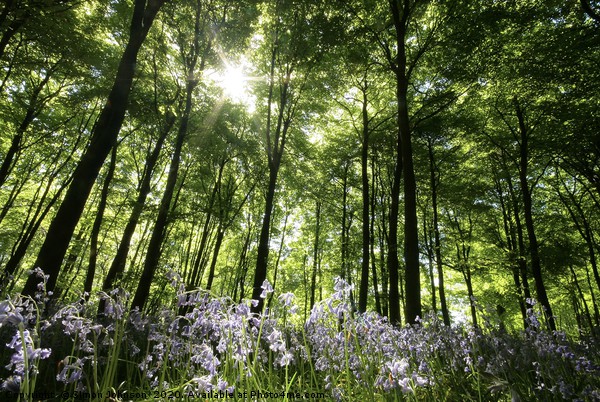 Sunlit bluebell Wood Picture Board by Simon Johnson