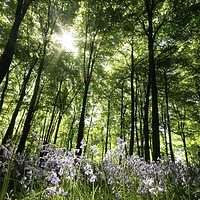 Buy canvas prints of Sunlit bluebell Wood by Simon Johnson