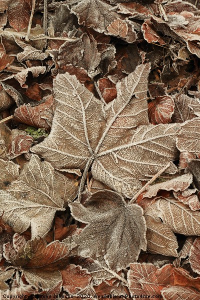 Frosted Leaf Picture Board by Simon Johnson