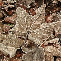 Buy canvas prints of Frosted Leaf by Simon Johnson