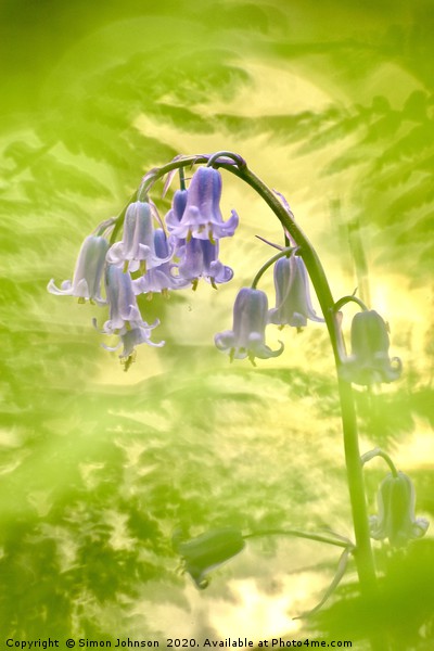 Bluebell shot through fern Picture Board by Simon Johnson
