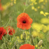 Buy canvas prints of Proud Poppy by Simon Johnson