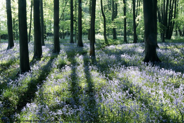 Bluebells and shadows Picture Board by Simon Johnson