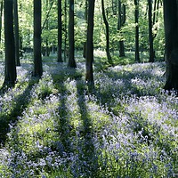 Buy canvas prints of Bluebells and shadows by Simon Johnson