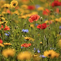 Buy canvas prints of Poppy and Meadow flowers by Simon Johnson