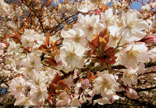 Splash of spring blossom Picture Board by Simon Johnson