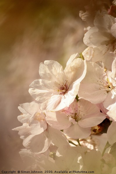  Spring Blossom Picture Board by Simon Johnson