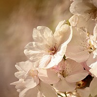 Buy canvas prints of  Spring Blossom by Simon Johnson
