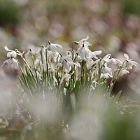 Buy canvas prints of Collection of snowdrops by Simon Johnson