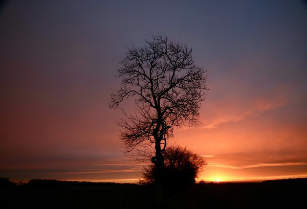 Isolated tree sunrise Picture Board by Simon Johnson