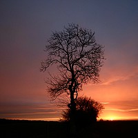 Buy canvas prints of Isolated tree sunrise by Simon Johnson