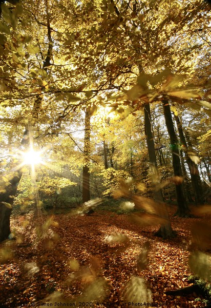 Autumn wood sunlight and wind blown leaves Picture Board by Simon Johnson