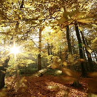 Buy canvas prints of Autumn wood sunlight and wind blown leaves by Simon Johnson