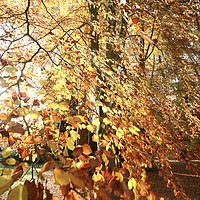 Buy canvas prints of Autumn beech leaves by Simon Johnson