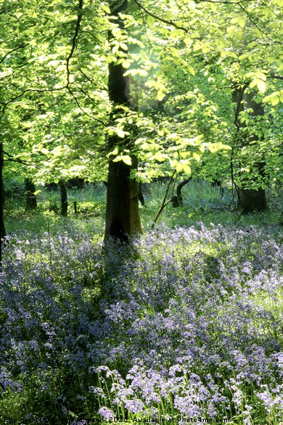 sunlit leaves and bluebells Picture Board by Simon Johnson