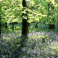 Buy canvas prints of sunlit leaves and bluebells by Simon Johnson