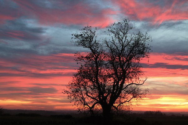 Oak tree at sunrise Picture Board by Simon Johnson