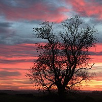 Buy canvas prints of Oak tree at sunrise by Simon Johnson
