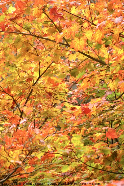 Autumn Colour Mapple leaves Picture Board by Simon Johnson