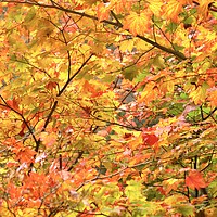 Buy canvas prints of Autumn Colour Mapple leaves by Simon Johnson