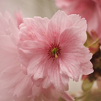 Buy canvas prints of Japanese Cherry Blossom by Simon Johnson