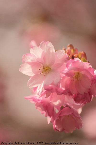 Japanese Cherry Blossom Picture Board by Simon Johnson