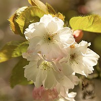 Buy canvas prints of Spring Blossom by Simon Johnson