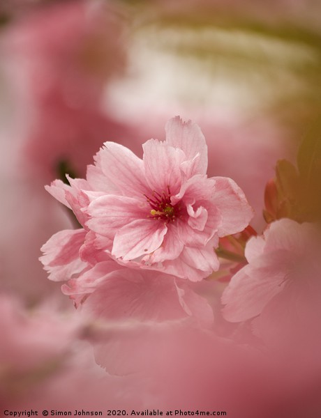 Pink Japanese Cherry Blossom Picture Board by Simon Johnson