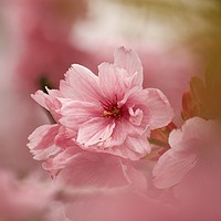 Buy canvas prints of Pink Japanese Cherry Blossom by Simon Johnson