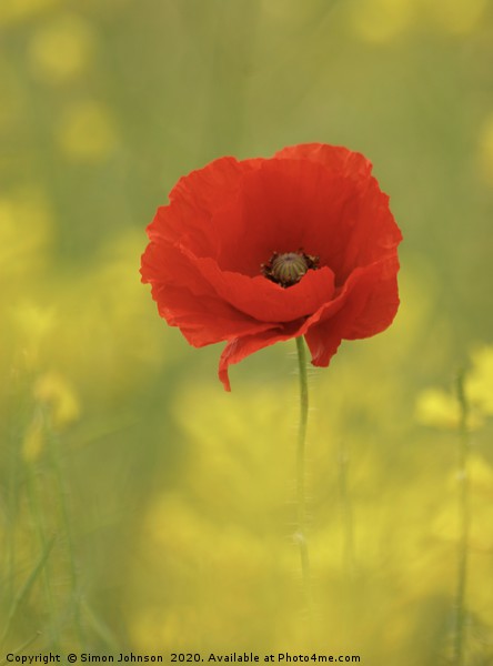 Isolated poppy Picture Board by Simon Johnson