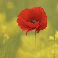 Buy canvas prints of Isolated poppy by Simon Johnson