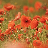 Buy canvas prints of Wet poppies by Simon Johnson