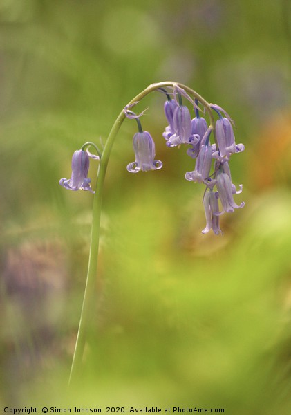 Bluebell Close up Picture Board by Simon Johnson