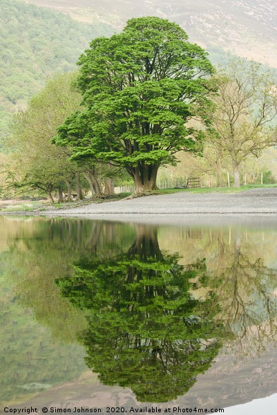 Tree reflections Buttermere Picture Board by Simon Johnson