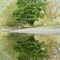 Buy canvas prints of Tree reflections Buttermere by Simon Johnson