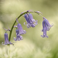 Buy canvas prints of Bluebell Flower by Simon Johnson