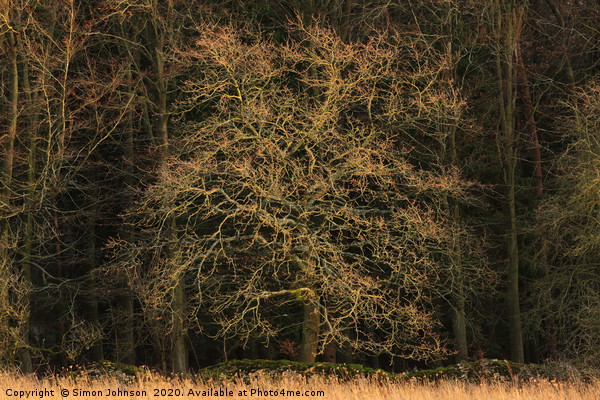 sunlit Oak Picture Board by Simon Johnson