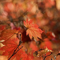 Buy canvas prints of Mapple autumn leaf by Simon Johnson