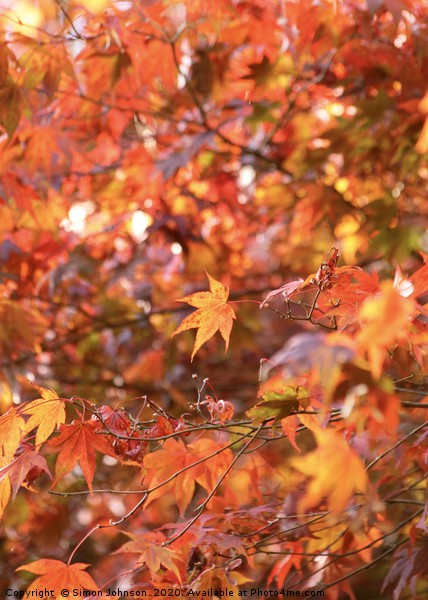 Acer autumn Leaves Picture Board by Simon Johnson