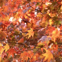 Buy canvas prints of Acer autumn Leaves by Simon Johnson