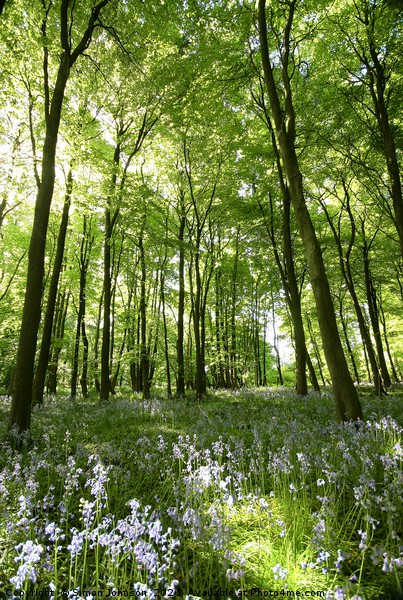 Bluebell Woodland Picture Board by Simon Johnson