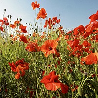 Buy canvas prints of summer poppies by Simon Johnson