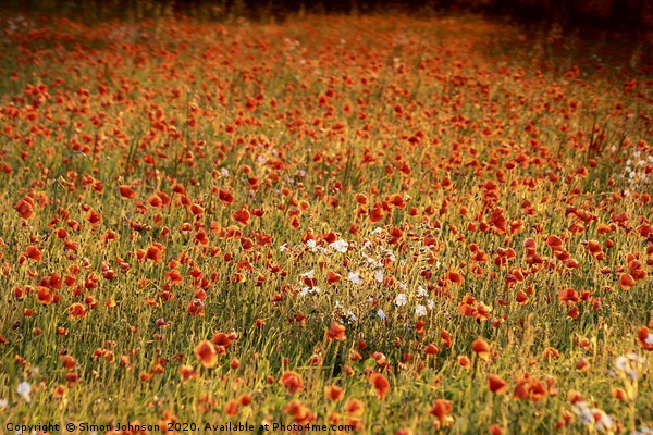 impressionist image of poppy field Picture Board by Simon Johnson