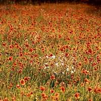 Buy canvas prints of impressionist image of poppy field by Simon Johnson