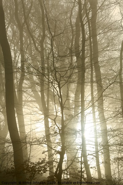 Woodland fog and sunrise Picture Board by Simon Johnson