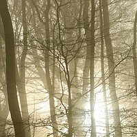 Buy canvas prints of Woodland fog and sunrise by Simon Johnson