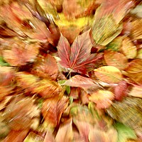 Buy canvas prints of Autumn leaf Collage  by Simon Johnson